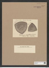 Stictodiscus serpentinus Truan et Witt. (de-Toni-Nr.: Genus 205, Species 5252) Zeichnungen Sammlung Grunow Nr. 9042 (NHMW-BOT-W0378773)